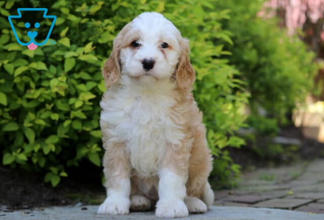Jessa Mini Bernedoodle image
