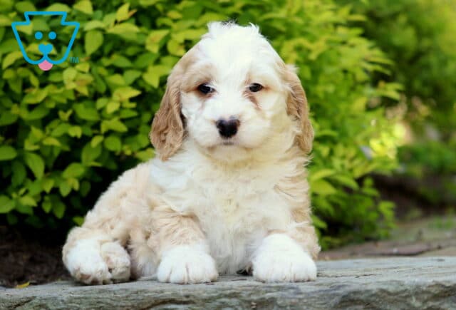 Jessa Mini Bernedoodle2 image