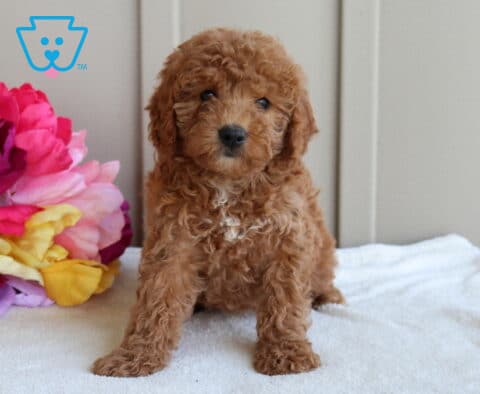 Jesse Mini Goldendoodle