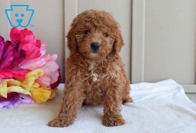 Jesse Mini Goldendoodle image