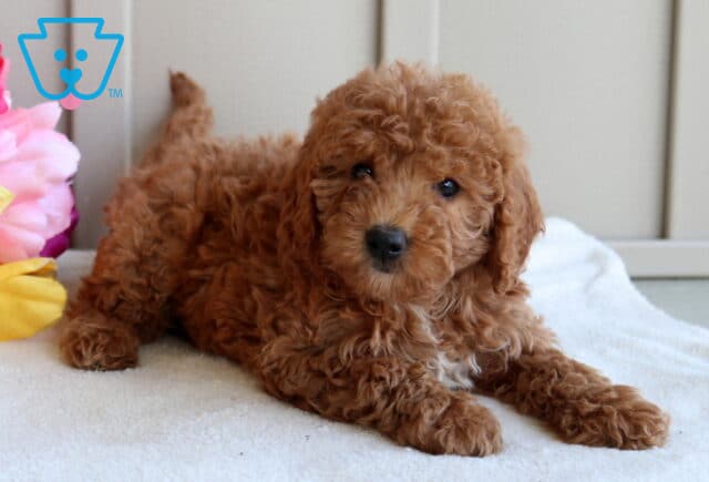 Jesse Mini Goldendoodle2 image