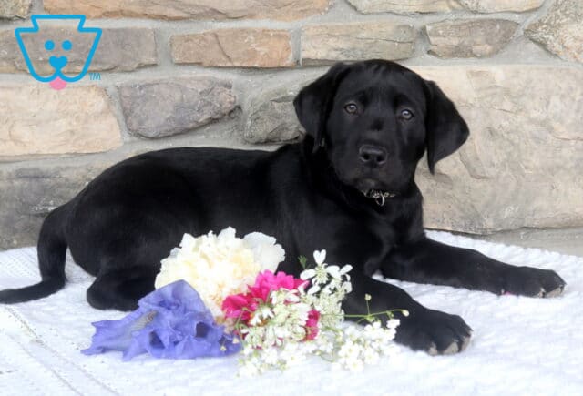 Jettson Black Lab image