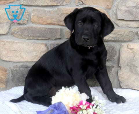 Black Labrador Retriever puppy sitting proudly beside colorful flowers on a white blanket with a rustic stone wall background and sleek glossy coat