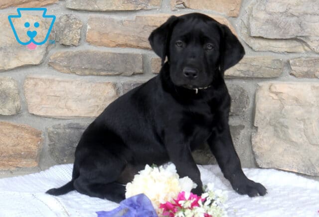 Jettson Black Lab2 image