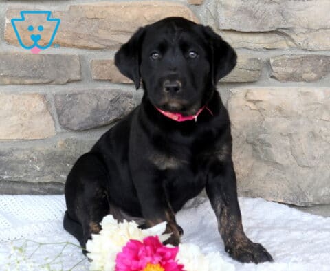 Jewel Black Lab
