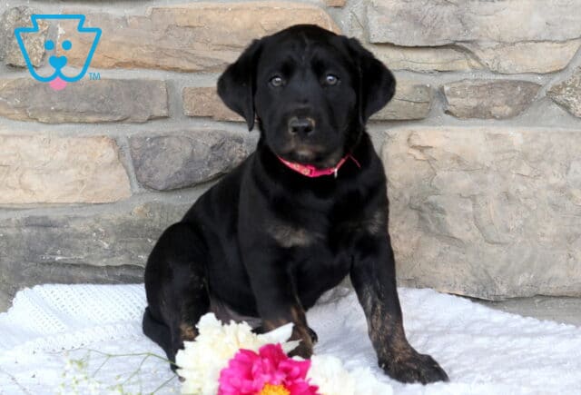 Jewel Black Lab image
