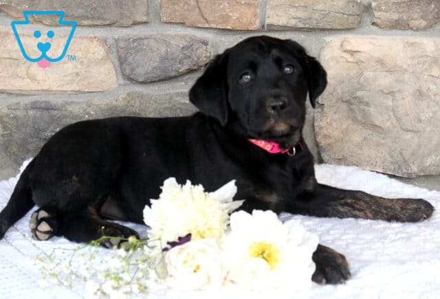 Jewel Black Lab2 image
