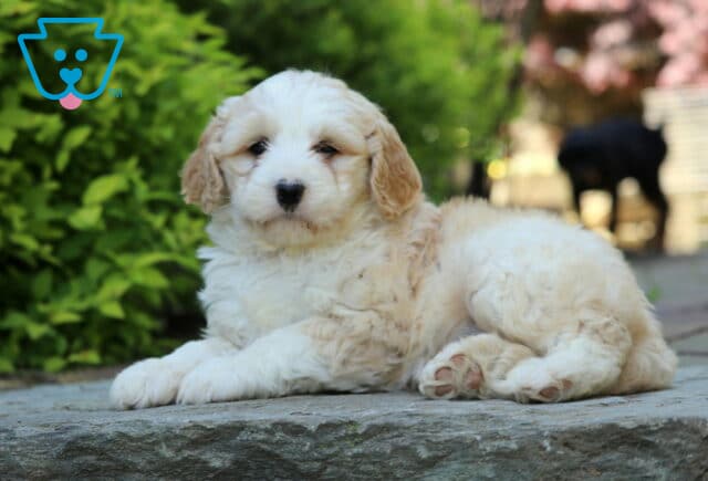 Jewel Mini Bernedoodle image