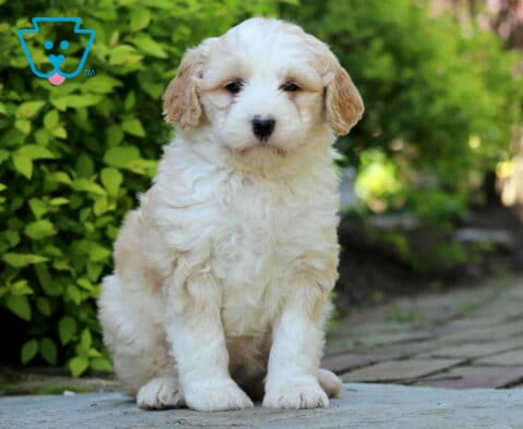 Jewel Mini Bernedoodle2