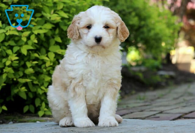 Jewel Mini Bernedoodle2 image