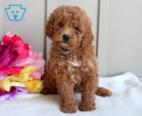 Jiggy Mini Goldendoodle