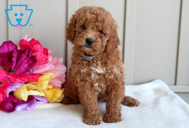 Adorable apricot Mini Goldendoodle puppy sitting on a white blanket beside colorful flowers, featuring a fluffy curly coat, expressive eyes, and a charming teddy bear face. image