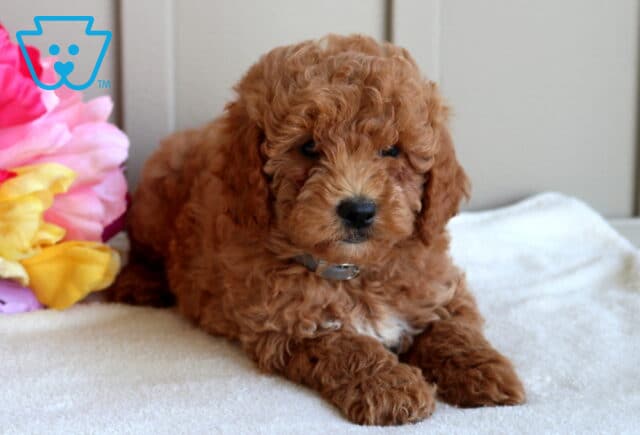 Sweet red Mini Goldendoodle puppy relaxing on a soft white blanket beside bright pink and yellow flowers, showcasing a rich curly coat, fluffy paws, and an adorable teddy bear expression. image