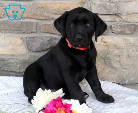 Jip Black Lab