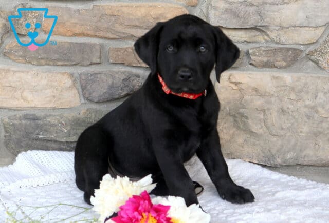 Jip Black Lab image
