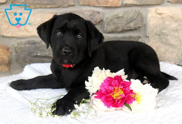 Jip Black Lab2 image