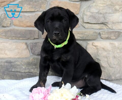 Black Labrador Retriever puppy with a shiny coat and bright green collar sitting beside pastel flowers on a white blanket in front of a rustic stone wall backdrop