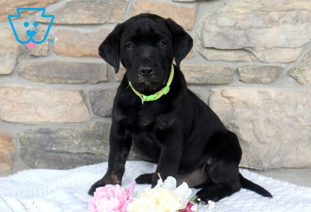 Joda Black Lab image