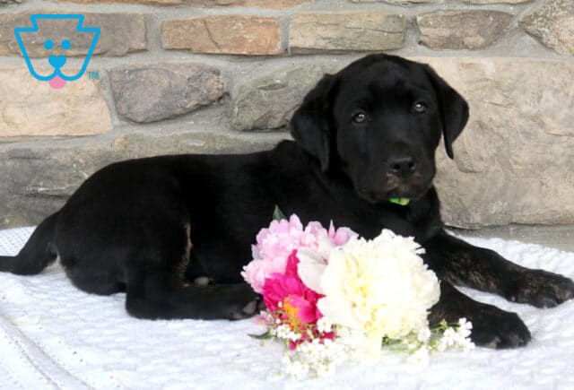 Joda Black Lab2 image