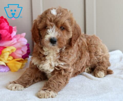 Joey Mini Goldendoodle