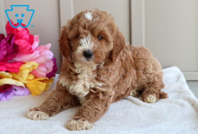 Joey Mini Goldendoodle image