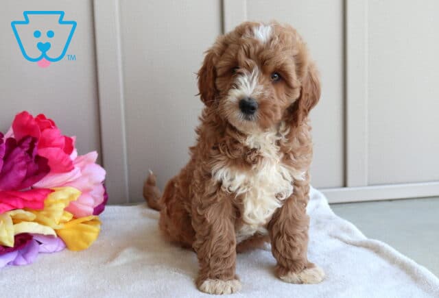 Joey Mini Goldendoodle2 image