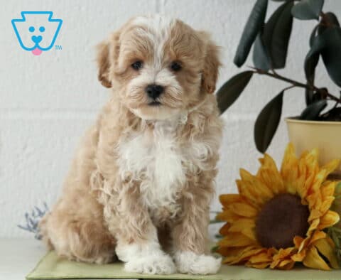 Jojo Maltipoo