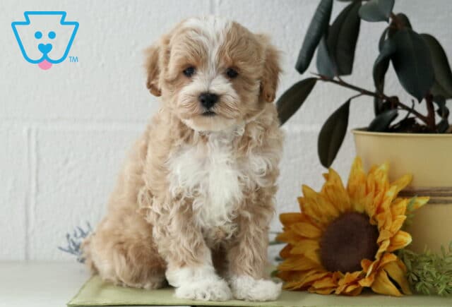 Jojo Maltipoo image
