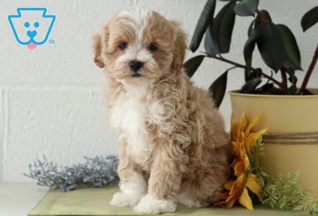 Jojo Maltipoo2 image