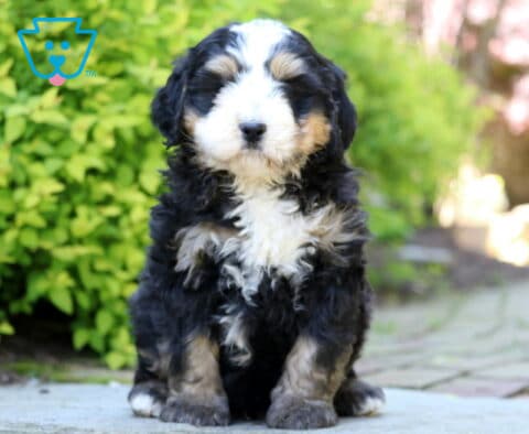Jojo Mini Bernedoodle