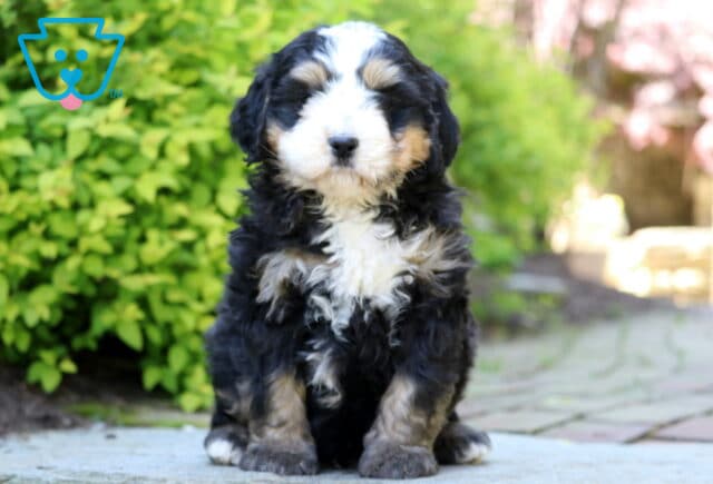 Jojo Mini Bernedoodle image