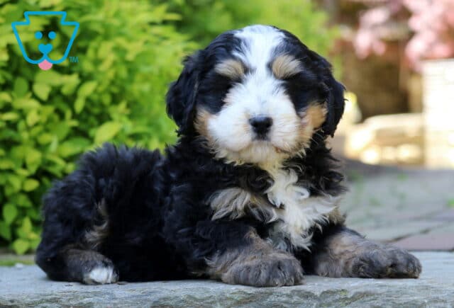 Jojo Mini Bernedoodle2 image