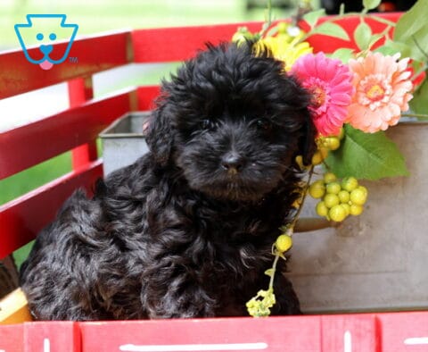 Jojo Yorkiepoo