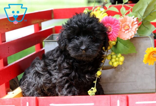 Jojo Yorkiepoo image