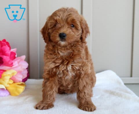 Jolly Mini Goldendoodle