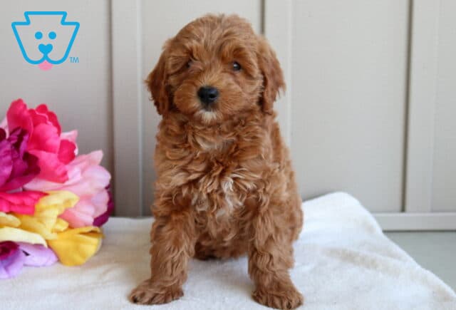 Jolly Mini Goldendoodle image