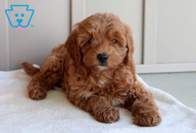 Jolly Mini Goldendoodle2 image