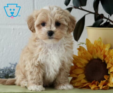 Josie Maltipoo