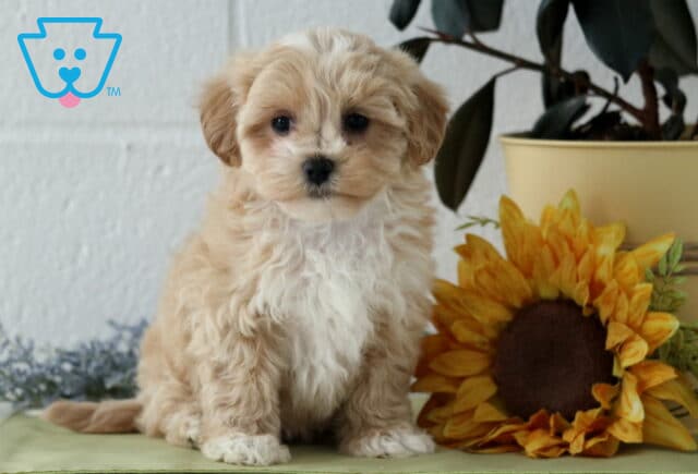 Josie Maltipoo image