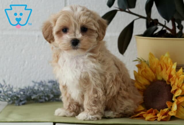 Josie Maltipoo2 image