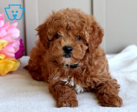 Joy Mini Goldendoodle
