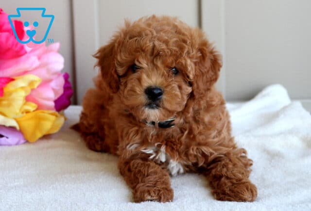 Joy Mini Goldendoodle image