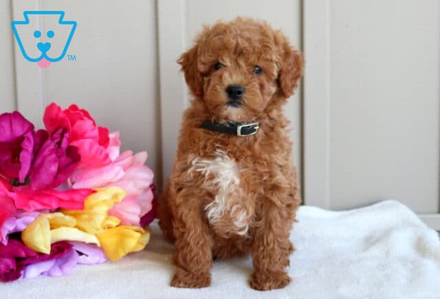 Joy Mini Goldendoodle2 image