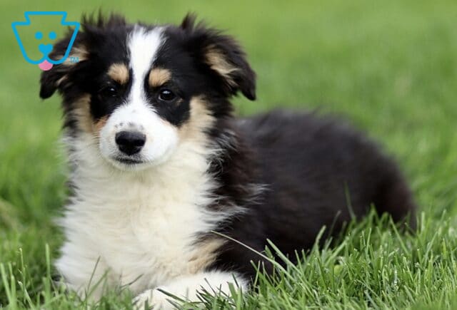 Black tri Mini Australian Shepherd puppy lying in green grass, with a fluffy coat, white chest, and tan accents, calmly looking toward the camera. image