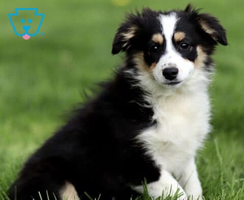 Black tri Mini Australian Shepherd puppy sitting in green grass, featuring a fluffy coat with white chest and tan markings, looking attentively at the camera.