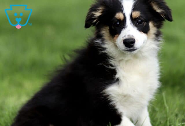 Black tri Mini Australian Shepherd puppy sitting in green grass, featuring a fluffy coat with white chest and tan markings, looking attentively at the camera. image