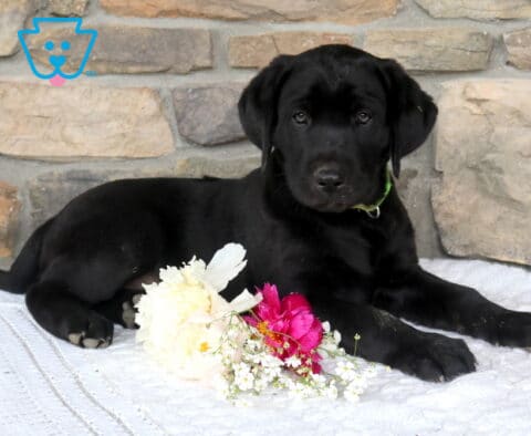 Jumbo Black Lab