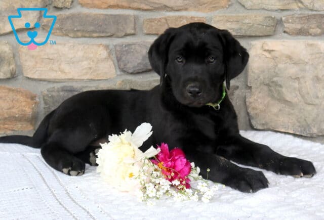 Jumbo Black Lab image