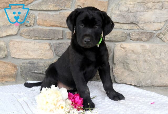 Jumbo Black Lab2 image