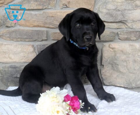 Jupiter Black Lab